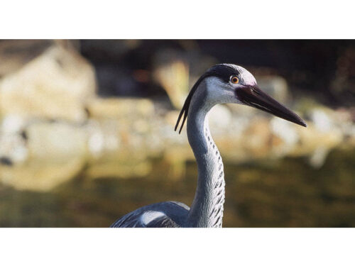 Plastic Figure Heron